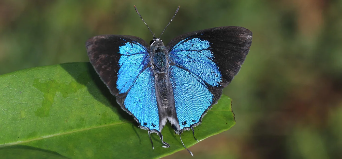 Ceylon Royal Indigo Butterfly